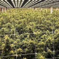 44.4 in. x 42.8 in. 720-Watt LED Grow Light Daylight by BEYOND LED TECHNOLOGY -Deals BEYOND LED TECHNOLOGY Store beyond led technology grow light kits 152268 1f 1000