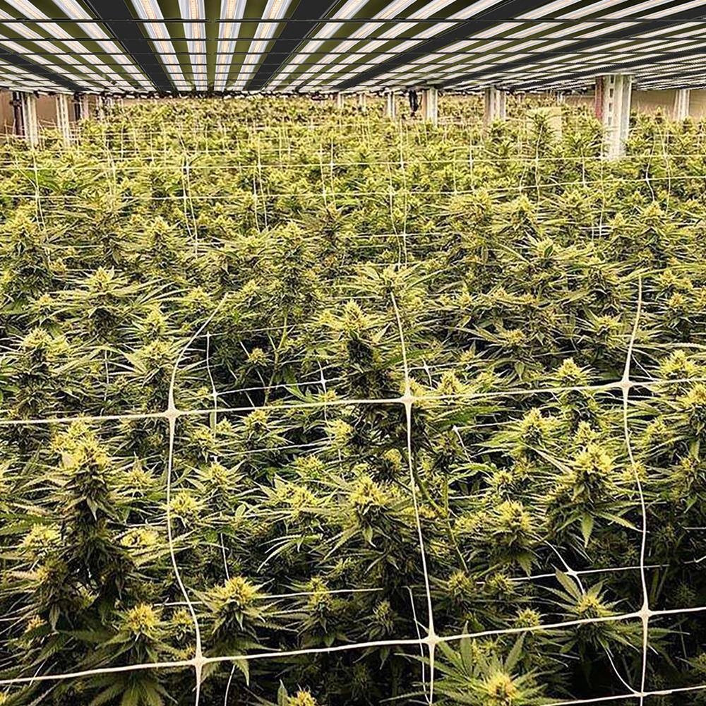 44.4 in. x 42.8 in. 960-Watt LED Grow Light Daylight by BEYOND LED TECHNOLOGY 6 44.4 in. x 42.8 in. 960-Watt LED Grow Light Daylight by BEYOND LED TECHNOLOGY - Image 4